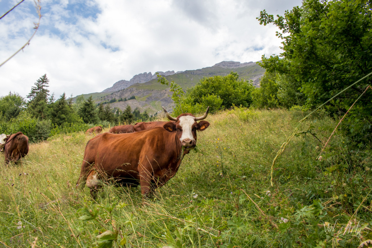 20180720-balade-gourmande-4269-3366986