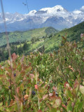 MIAM !!! RAMASSER DES MYRTILLES FACE AU MONT-BLANC
