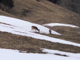 SURPRISE DE FIN DE SAISON D'HIVER !