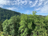_lv_images__lot_0000970306_09_5804031