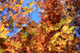 Couleurs d'automne dans le Val d'Arly