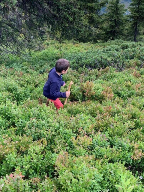 Que de myrtilles à ramasser !!!