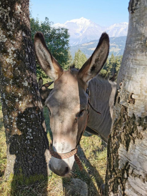 RENCONTRE INSOLITE FACE AU MONT-BLANC