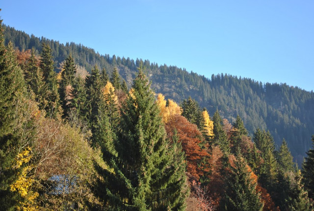 _clients_227359002_photos_181k_7477174