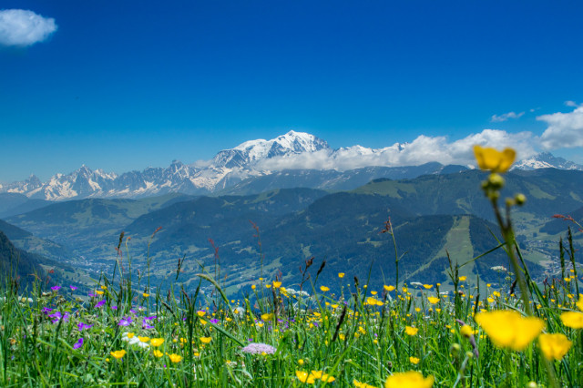 _lv_images___imme_0000040002_06_3775723