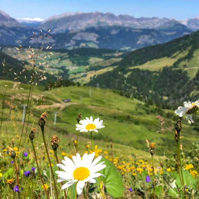Vue été Vue été