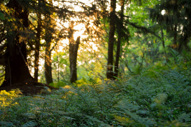 _lv_images__imme_0000000107_05_7680964