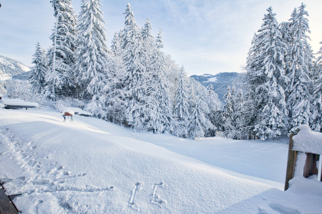 _lv_images__lot_0000970371_11_7695388