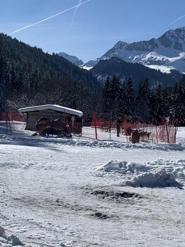 Chiens de traineaux Chiens de traineaux