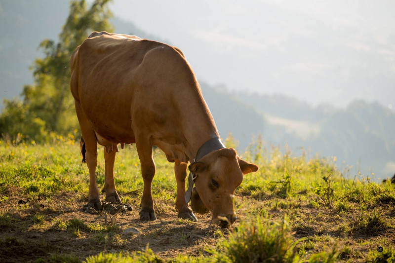 _lv_images__imme_0000000107_06_8423874 _lv_images__imme_0000000107_06_8423874